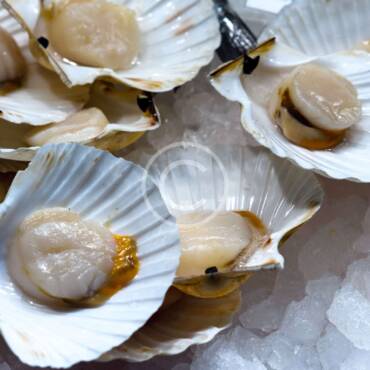 Raw Oysters on Half Shell